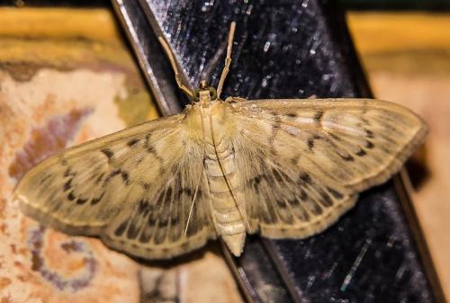 Réf. 208 161 : Pleuroptya ruralis